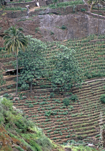 5_CapVerde_1994_Fontainhas_019